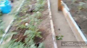Цветут пионы / Обзор томатов.
