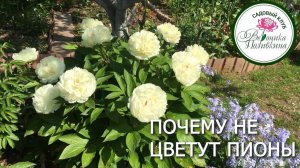 ПОЧЕМУ НЕ ЦВЕТУТ ПИОНЫ