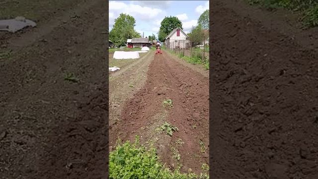 Окучивание картофеля 2025