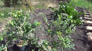 МОЙ СПОСОБ ПОСАДКИ ГОЛУБИКИ. 100% ПРИЖИВАЕМОСТЬ.