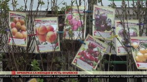 Ярмарка саженцев в Усть-Илимске 30.05.2025