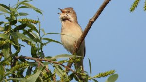 Голоса птиц. Серая Славка, наблюдение птиц в Великом Новгороде, 2 июня 2025