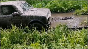 На пихтовый гребень с лексусом.