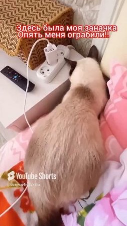 кошку🐱Ладушку😂ограбили #смешныекоты #котики #кошка Ладушка #тайская кошка #прикольные