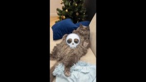 мой кот это слишком