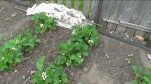 Почему мне неудобно выращивать чеснок вместе с клубникой