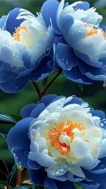 Обои для вашего телефона смотреть онлайн