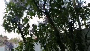 Мой дивный весенний сад