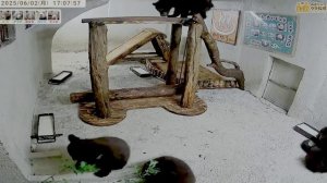 Медвежата кушают кашку