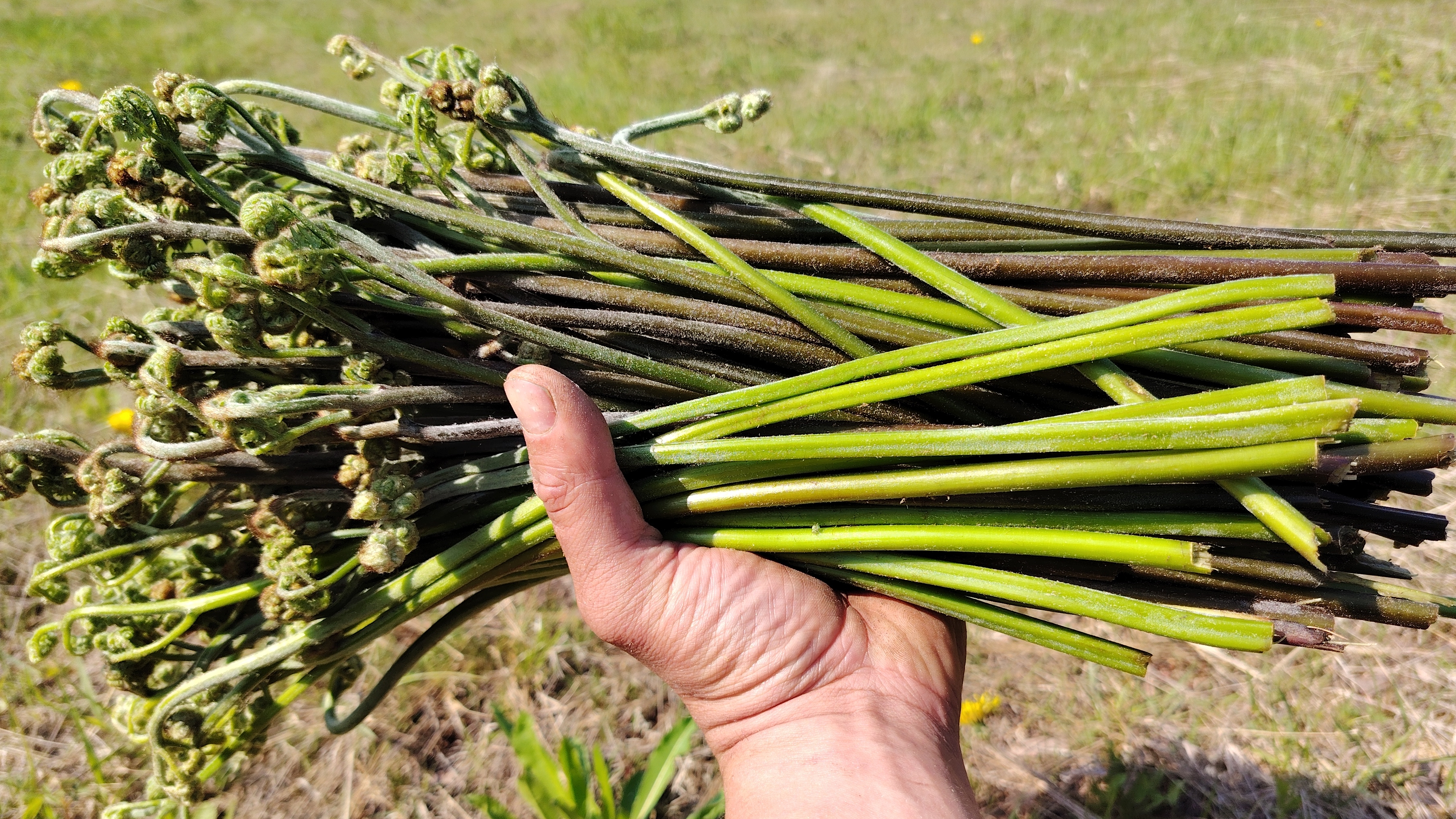 Собираем папоротник в бамбуке | Гнездо с яйцами | Дальний восток | Остров Сахалин | Сбор дикоросов смотреть онлайн