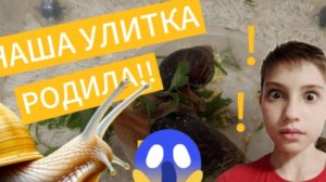 НАША УЛИТКА РОДИЛА!!! | ЧТО ДЕЛАТЬ?