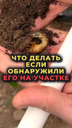 Как бороться с ХРУЩОМ на участке?