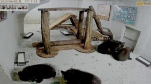 Медвежата обожают зеленые веточкм-виамины