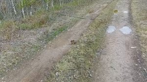 Зайчёночек затаился на дороге