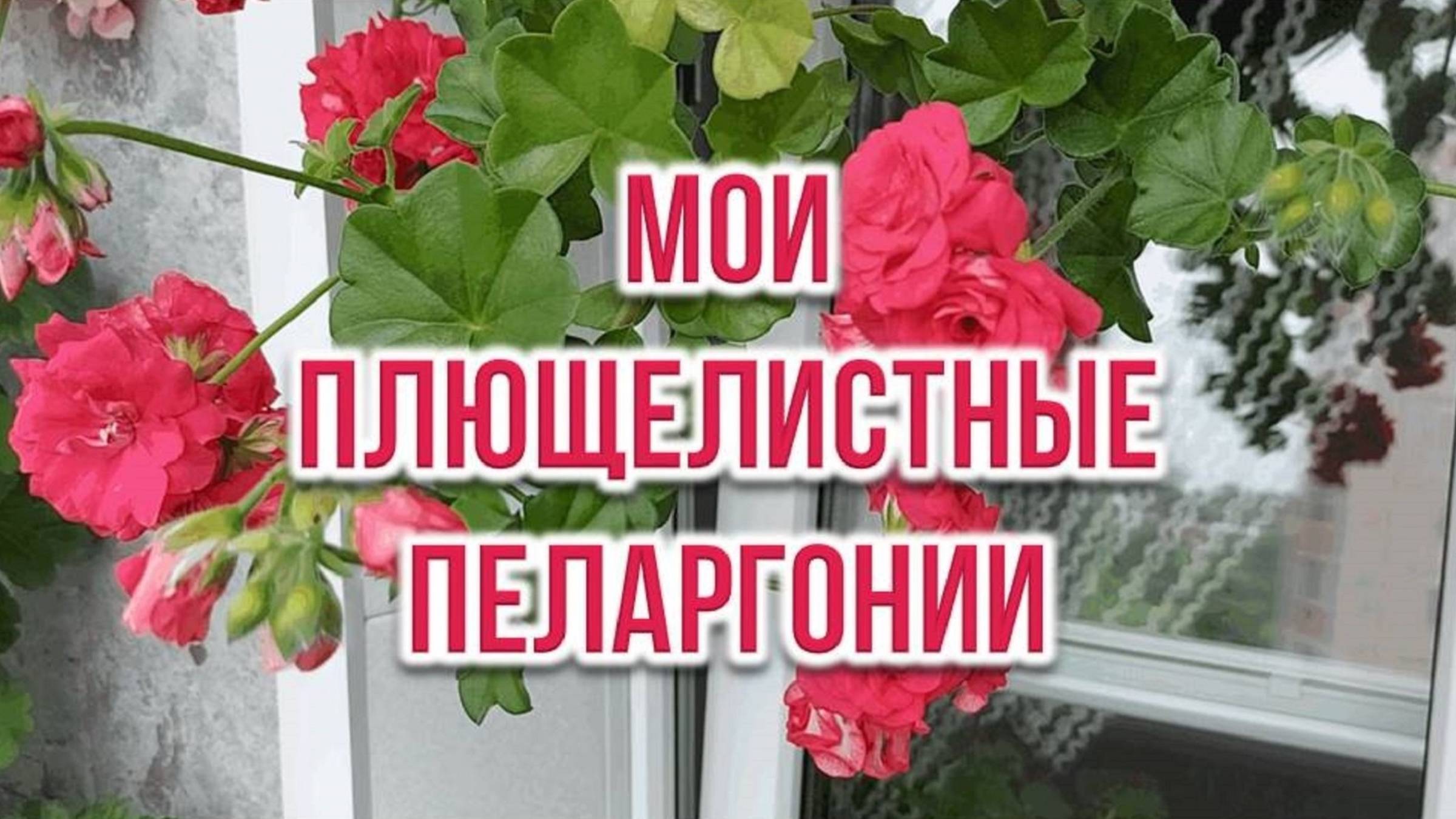 Мои плющелистные пеларгонии. Выпуск от 27.05.25