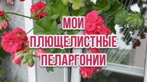 Мои плющелистные пеларгонии. Выпуск от 27.05.25