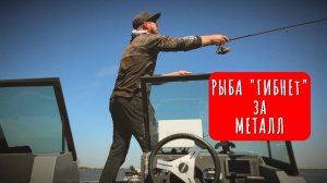 Рыба гибнет за металл