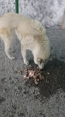 не дала ни крошечки