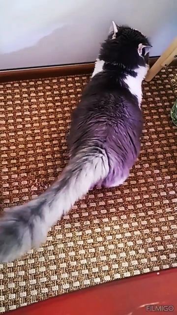 #cat Вася и демонтаж плинтуса собственными лапками. смотреть онлайн