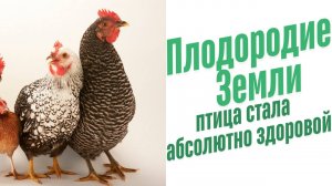 Чем кормить домашних кур?
