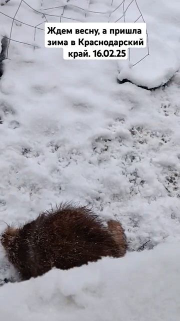 Зима пришла в Краснодарский край. #dog #pets смотреть онлайн