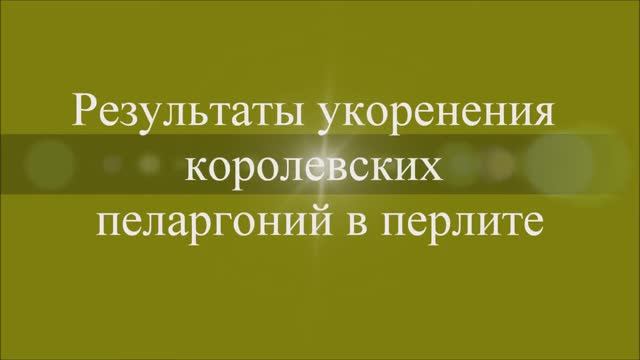 Результаты укоренения королевских пеларгоний в перлите. Выпуск от 27.12.20
