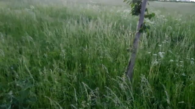 №878/ КАЛИНИНГРАД. ПРОГУЛКИ. РАЙСКИЙ УГОЛОК. ПОДНИМАЕМ ? смотреть онлайн