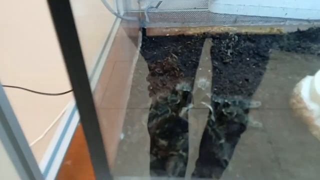 Выставка Насекомых Ульяновск 2022 год смотреть онлайн