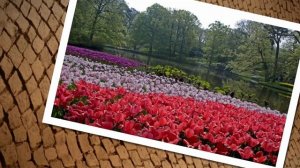 Cosmo Frequency - Chillaxin