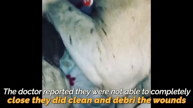 Перепуганный пес нашел с металлической проволоки, обм смотреть онлайн