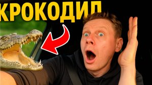 КУПИЛ КРОКОДИЛА