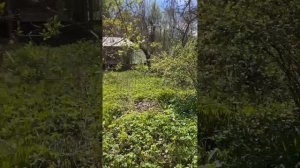 Видео дачи
