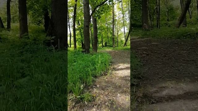 Парк утром