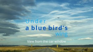 Under a blue bird's wing