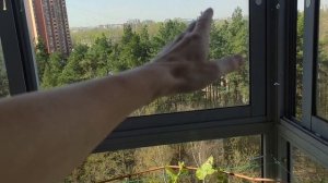 Виноград  на балконе 20.04.2025