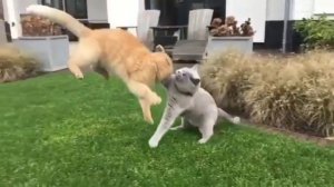 Кунг-фу кот