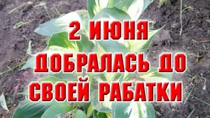 2 июня. Добралась до своей рабатки