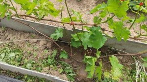 Виноград в Калужской области 31.05.2025