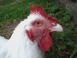 Куры Бройлеры Хаббард 4 месяца.
