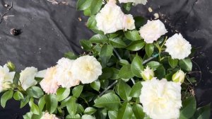 Роза Алабастер( Alabaster) Evers Германия, 2007(19.07.24)3 летка