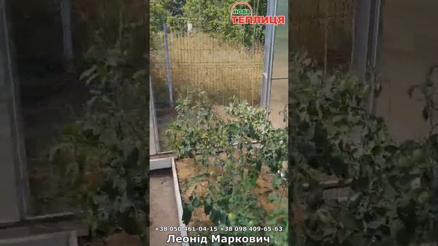 Теплиця 3,5х12м під полікарбонат з плівкою термос (відгу