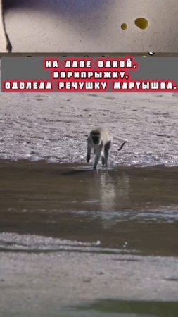 Как забавны эти животные. 
Такие беззаботные!