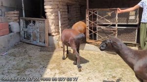 ЗОТИ ХИСОРИ МАНЗИЛ СУРХОНДАРЁ ДАСТАФКА БОР ХИСОРИ КУ́ЙЛАРИ