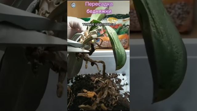 У кого на подоконнике нет такой орхидеи, бедняжки смотреть онлайн