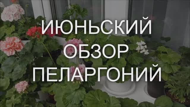 Июньский обзор пеларгоний. Выпуск от 12.06.21