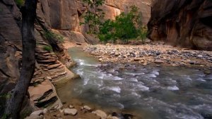 Zion National Park | ️ Canyon Ambience with Peaceful Music for Study, Sleep, and Relaxing