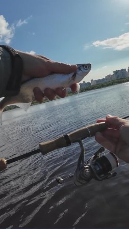 #мормышинг #рыбалка | Моя первая Чехонь |
