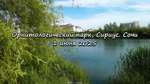 Орнитологический парк, Сириус, Сочи. 1 июня 2025