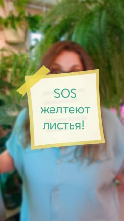 Растение желтеет! Привет, я Аня! Давай дружить цветами 🌱