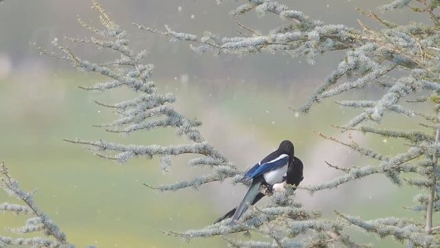 С днем РождениЯ ! смотреть онлайн
